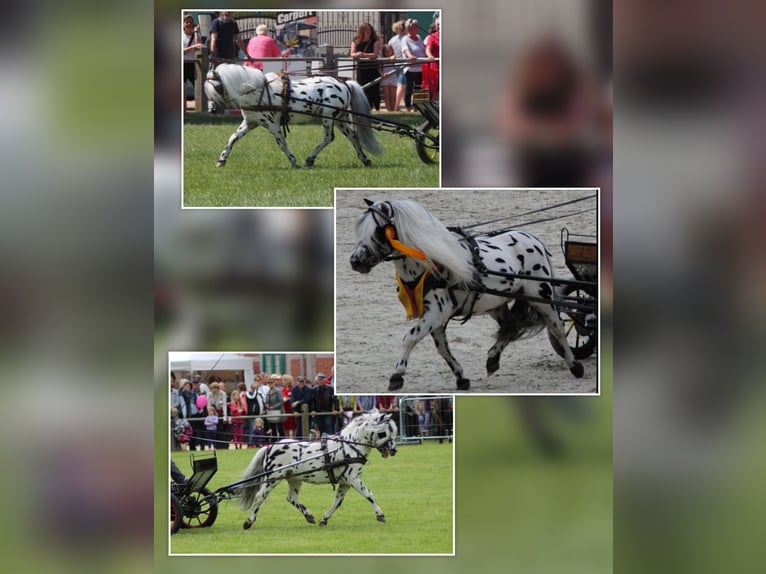 Shetland Stallone Puledri (05/2026) 105 cm Tobiano-tutti i colori in Grimmen