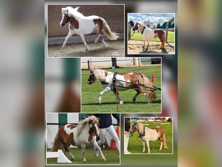 Shetland Stallone Puledri (04/2026) 105 cm Tobiano-tutti i colori in Grimmen