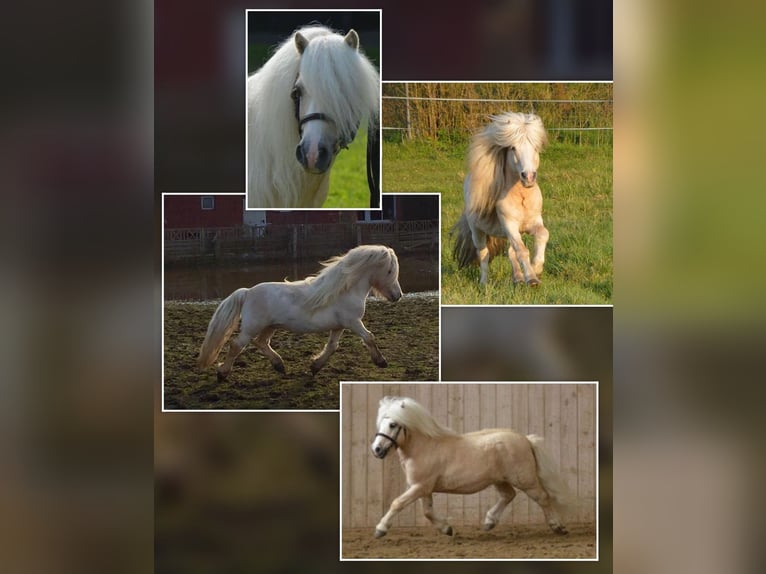 Shetland Stallone Puledri (04/2026) 105 cm Tobiano-tutti i colori in Grimmen