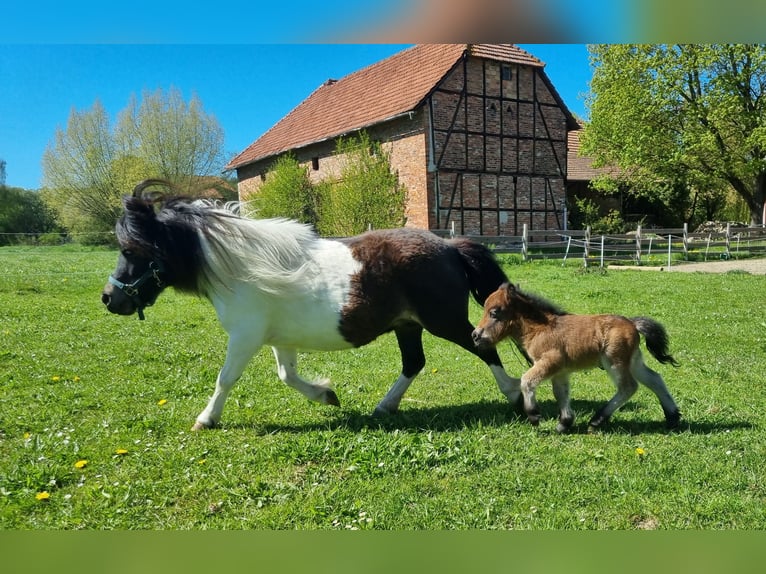 Shetland Stallone Puledri (04/2026) 82 cm Baio in Brakel