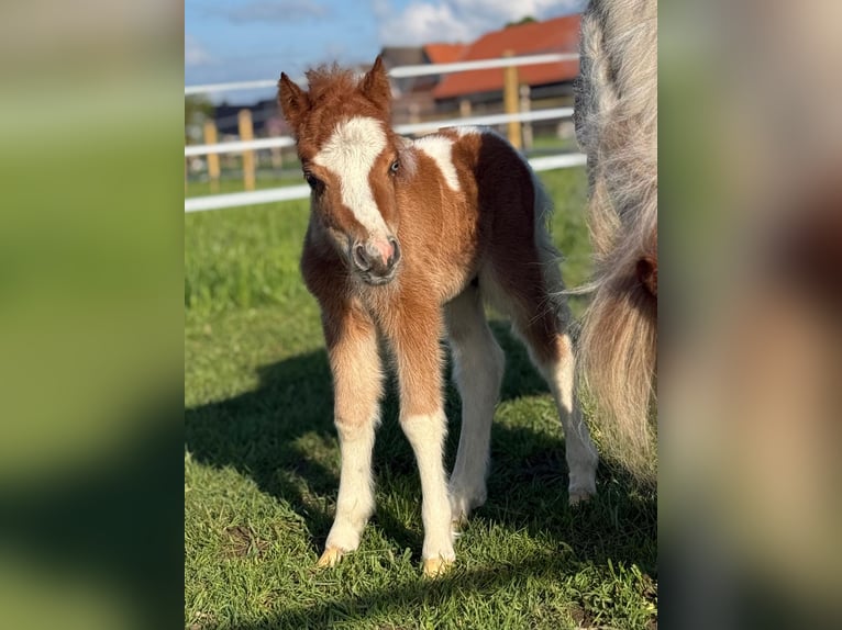Shetland Stallone Puledri (05/2026) 90 cm Pezzato in Borgentreich