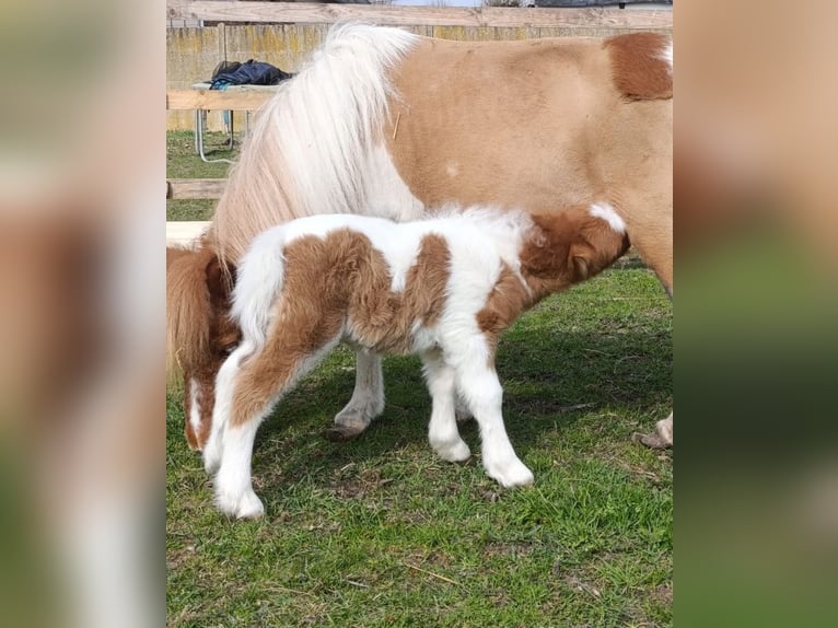 Shetland Stallone  92 cm Tobiano-tutti i colori in Revigny-sur-Ornain