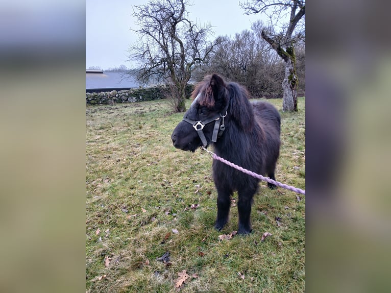 Shetland Stallone Puledri (05/2025) 98 cm Morello in Hästveda