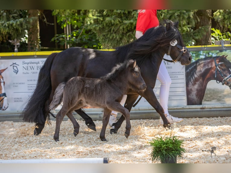 Shetland Stallone Puledri (06/2024) Morello in Steinfeld (Oldenburg)