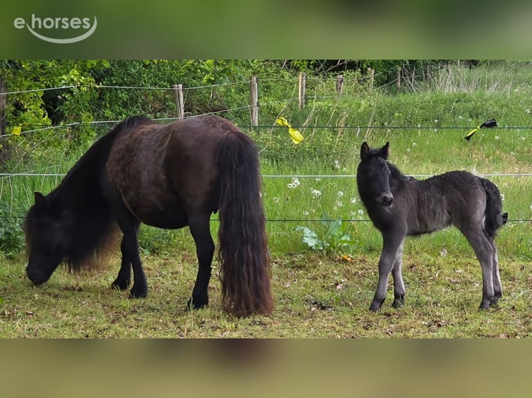 Shetland Stallone Puledri (05/2026) Morello in Eesergroen