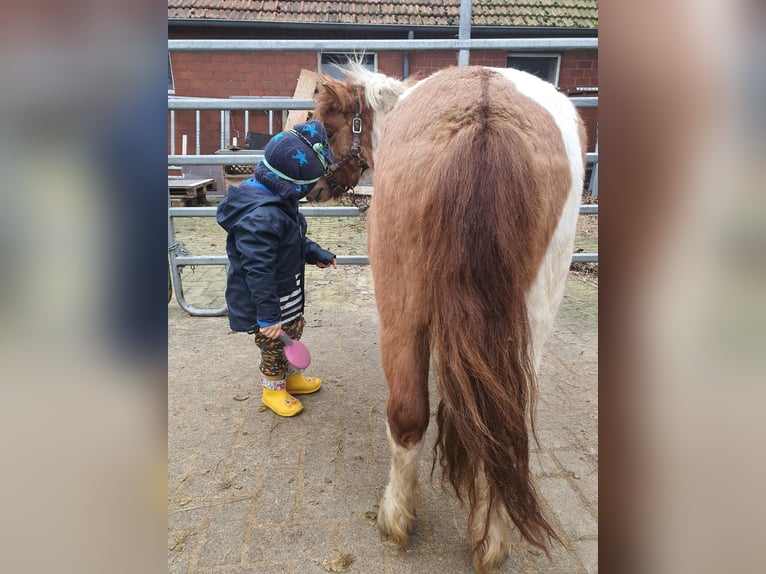 Shetland Stallone Red dun in Varrel