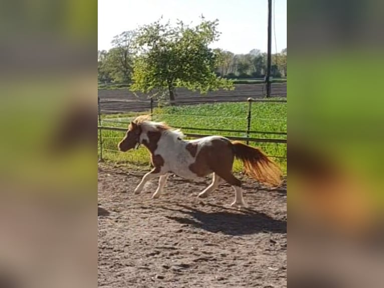 Shetland Stallone Red dun in Varrel