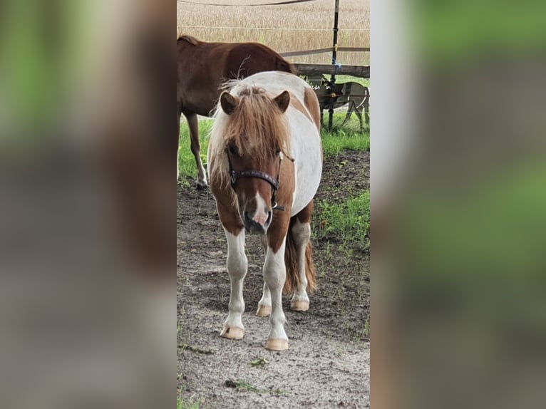 Shetland Stallone Red dun in Varrel