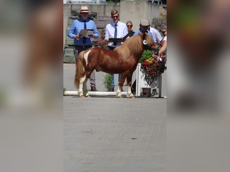 Shetland Stallone Sauro in Heiden