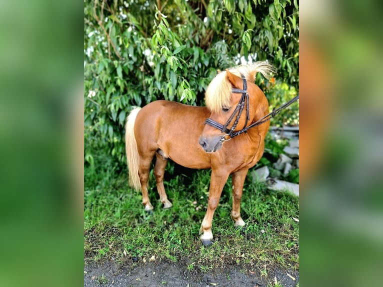 Shetland Stallone Sauro in Osterfeld