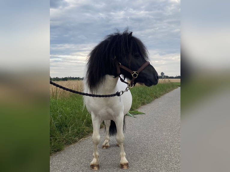 Shetlandsponnyer Hingst 13 år 85 cm Pinto in Ulm