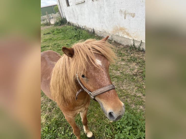 Shetlandsponnyer Hingst 1 år 100 cm fux in Lanitz-Hassel-Tal