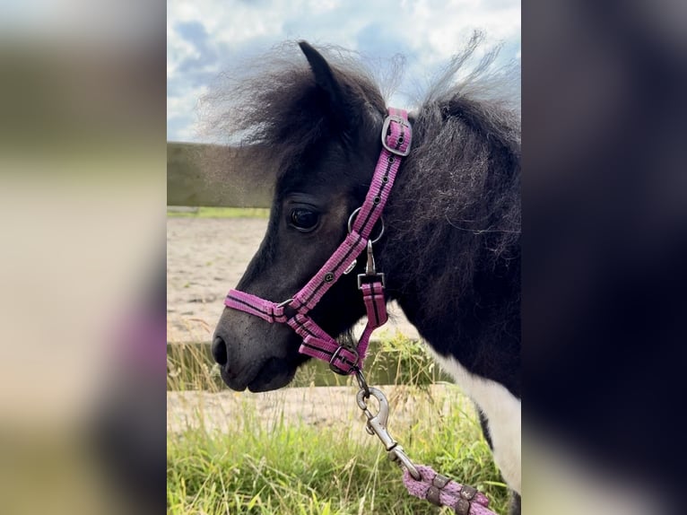 Shetlandsponnyer Hingst 1 år 65 cm Pinto in Barneveld