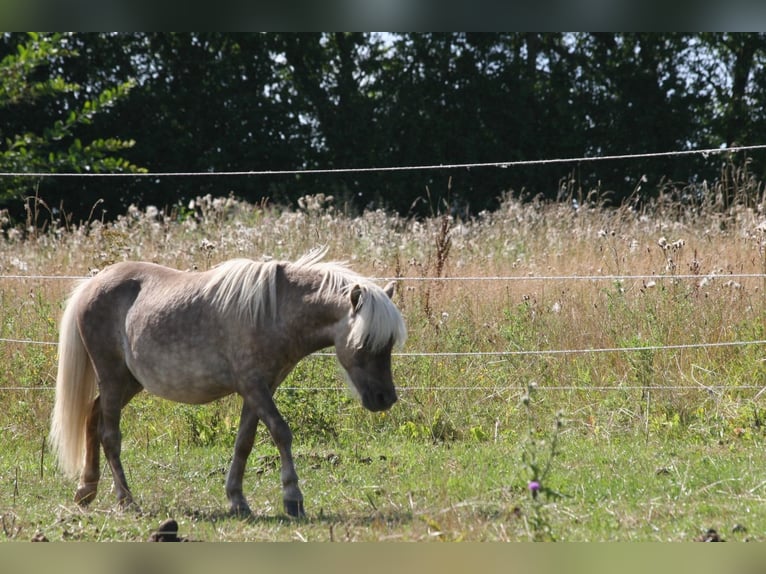 Shetlandsponnyer Hingst 1 år 95 cm in Flensburg