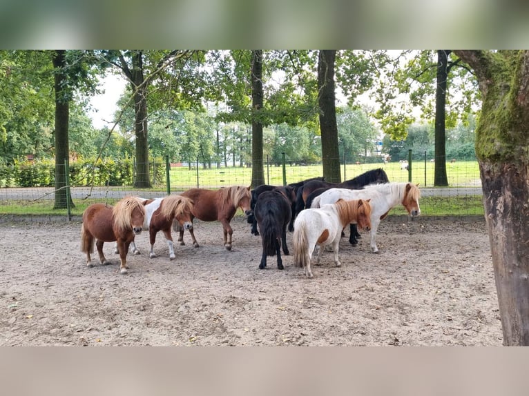 Shetlandsponnyer Blandning Hingst 1 år in Verl