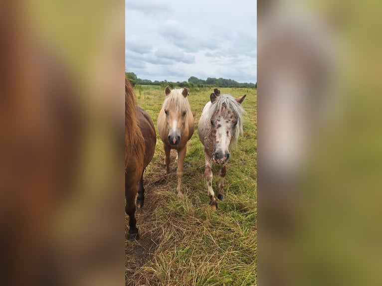 Shetlandsponnyer Hingst 2 år 105 cm Leopard-Piebald in Misselwarden