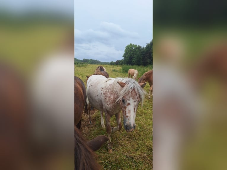 Shetlandsponnyer Hingst 2 år 105 cm Leopard-Piebald in Misselwarden