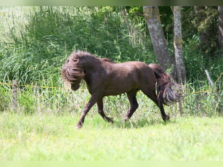 Shetlandsponnyer Hingst 2 år 105 cm Leopard-Piebald in Misselwarden