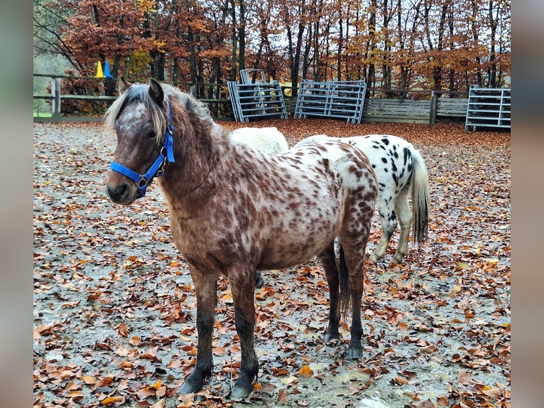 Shetlandsponnyer Hingst 2 år 107 cm Leopard-Piebald in Argenbühl