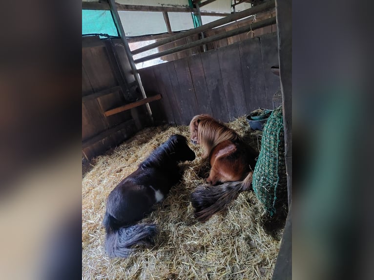 Shetlandsponnyer Hingst 2 år 90 cm Pinto in Belm