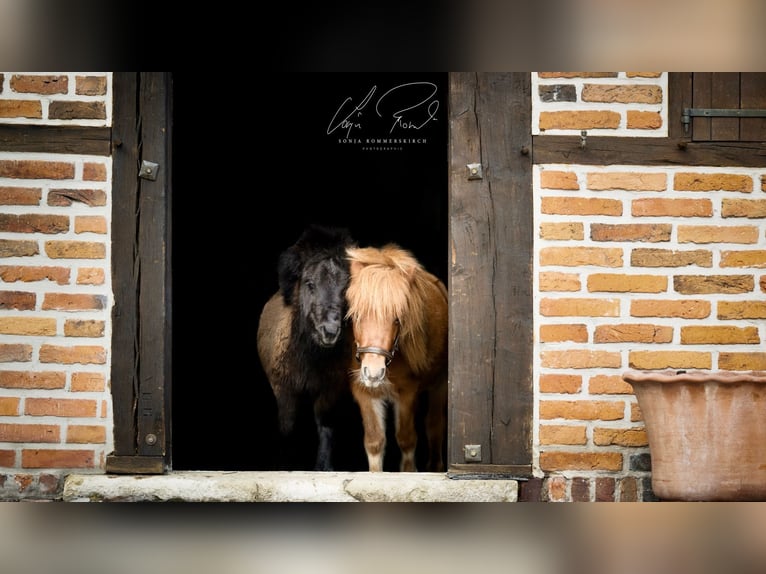 Shetlandsponnyer Hingst 2 år 90 cm Pinto in Belm