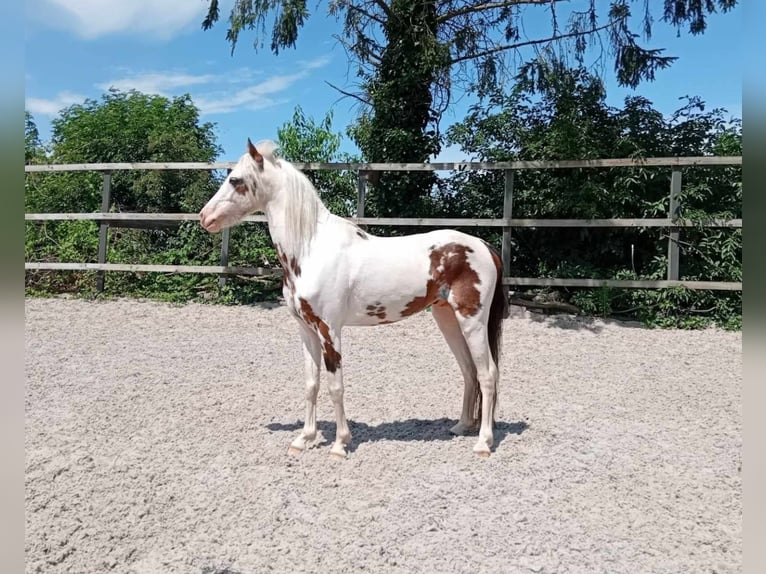 Shetlandsponnyer Hingst 4 år 105 cm Tovero-skäck-alla-färger in Linkhout