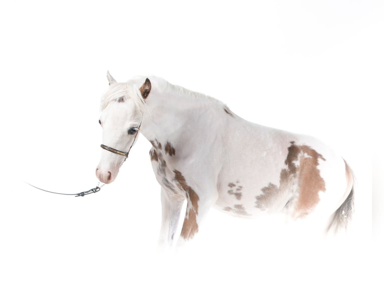 Shetlandsponnyer Hingst 4 år 105 cm Tovero-skäck-alla-färger in Linkhout