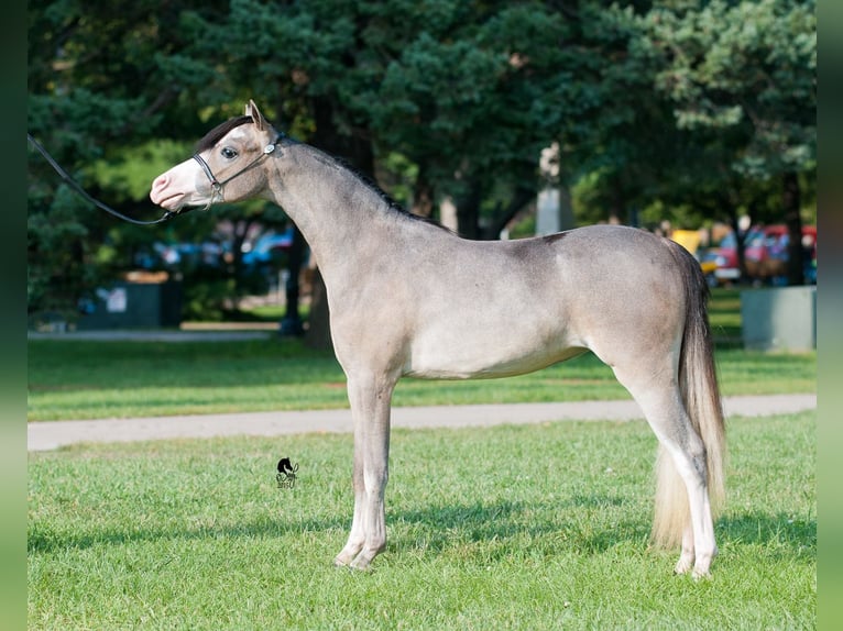 Shetlandsponnyer Hingst 4 år 105 cm Tovero-skäck-alla-färger in Linkhout