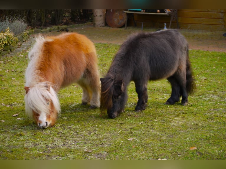 Shetlandsponnyer Hingst 4 år 90 cm in Vreden