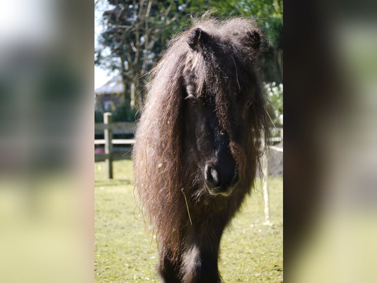 Shetlandsponnyer Hingst 4 år 90 cm in Vreden