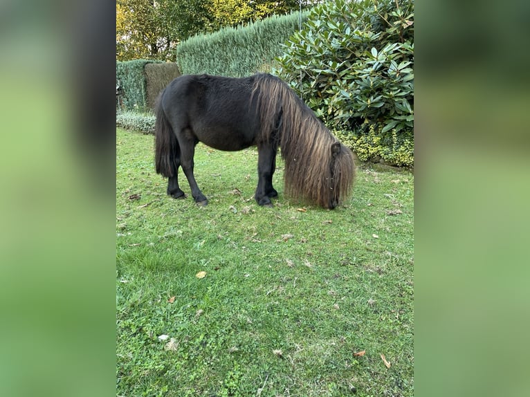 Shetlandsponnyer Hingst 4 år 90 cm in Vreden