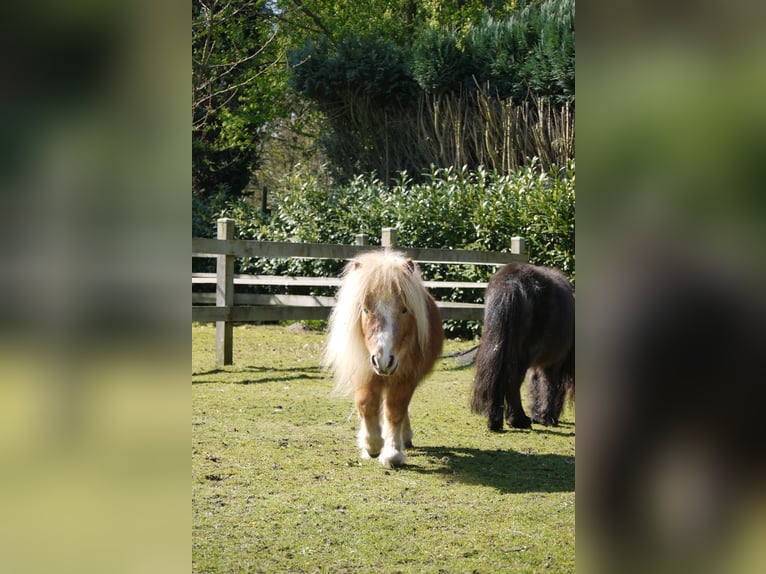 Shetlandsponnyer Hingst 4 år 90 cm in Vreden