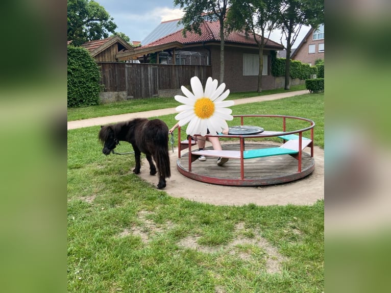 Shetlandsponnyer Hingst 4 år 90 cm in Vreden