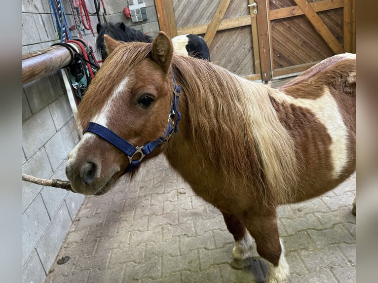 Shetlandsponnyer Hingst 8 år 105 cm Pinto in Daleiden