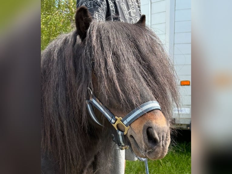 Shetlandsponnyer Hingst in Herzfelde