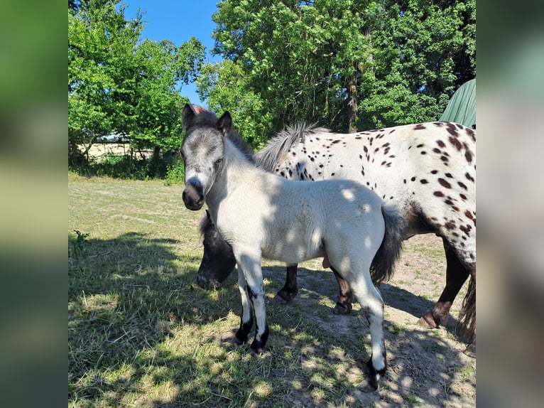 Shetlandsponnyer Hingst Föl (05/2024) 100 cm Leopard-Piebald in Paderborn