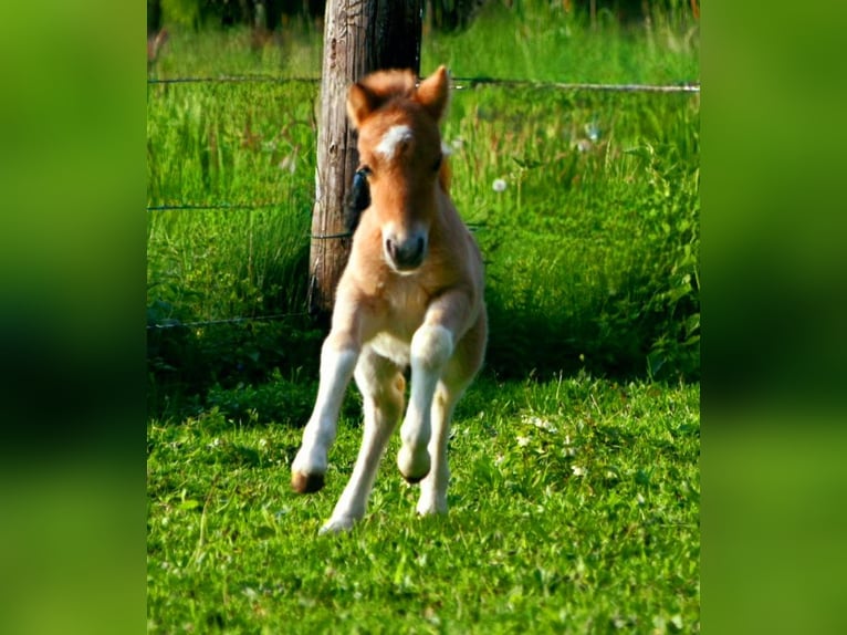 Shetlandsponnyer Hingst Föl (05/2024) 104 cm Black in Delbrück