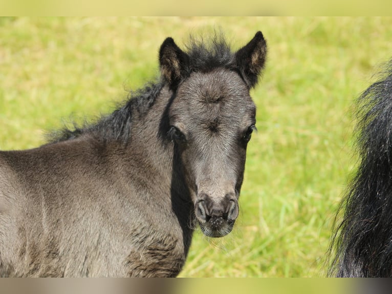 Shetlandsponnyer Hingst Föl (06/2024) 105 cm Svart in Reichshof