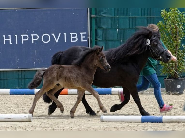 Shetlandsponnyer Hingst Föl (06/2024) 105 cm Svart in Reichshof