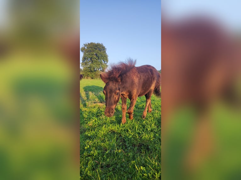 Shetlandsponnyer Hingst Föl (05/2024) 108 cm Svart in Bad Segeberg