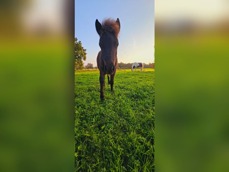 Shetlandsponnyer Hingst Föl (05/2024) 108 cm Svart in Bad Segeberg