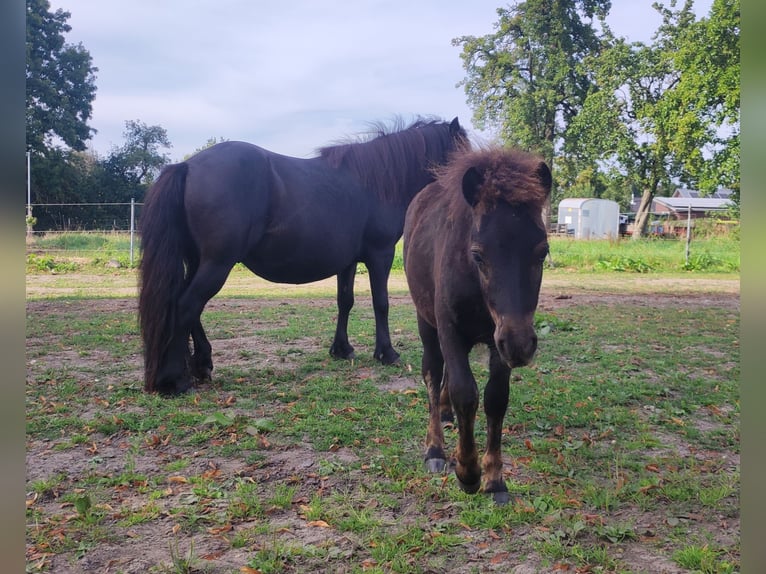 Shetlandsponnyer Hingst Föl (05/2024) 108 cm Svart in Bad Segeberg