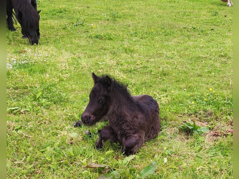 Shetlandsponnyer Hingst Föl (05/2024) 108 cm Svart in Bad Segeberg