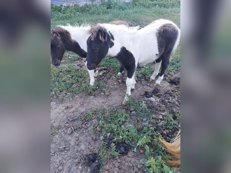 Shetlandsponnyer Hingst Föl (06/2024) 90 cm in Susteren