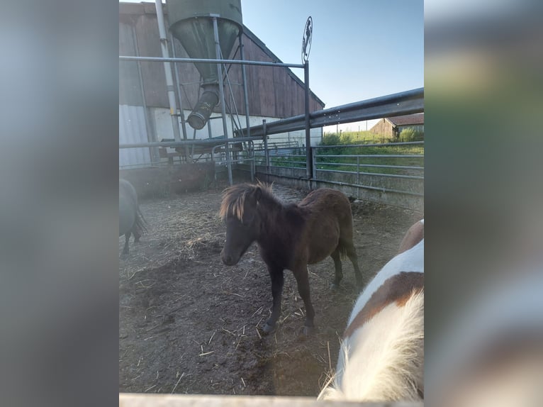 Shetlandsponnyer Hingst Föl (06/2024) 90 cm in Susteren