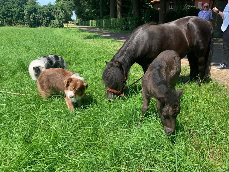 Shetlandsponnyer Hingst Föl (06/2024) Svart in Steinfeld (Oldenburg)