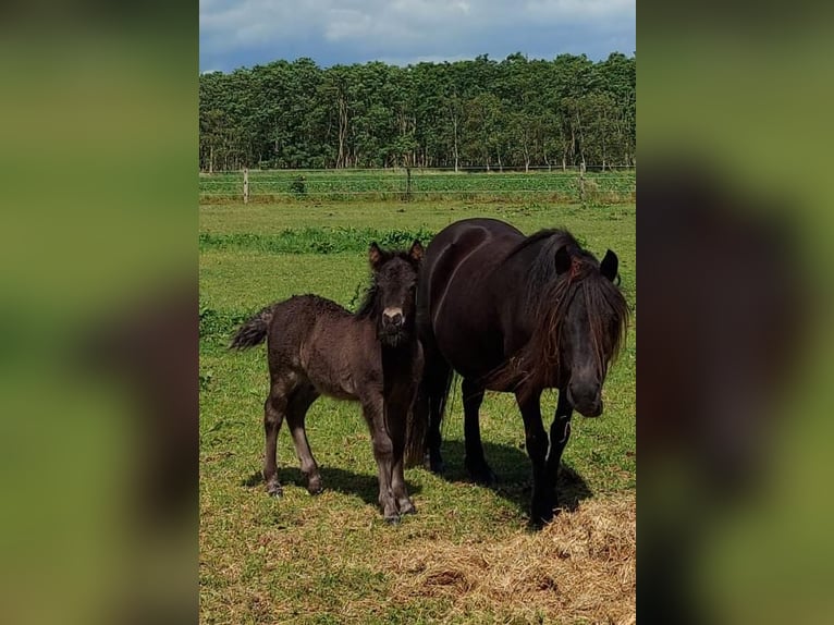 Shetlandsponnyer Hingst Föl (05/2024) Svart in Eesergroen