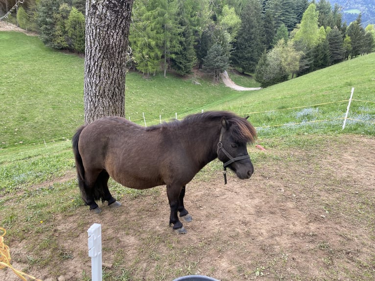 Shetlandsponnyer Hingst Svart in Songavazzo