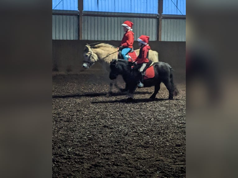 Shetlandsponnyer Sto 10 år 101 cm Mörkbrun in Selters (Taunus)