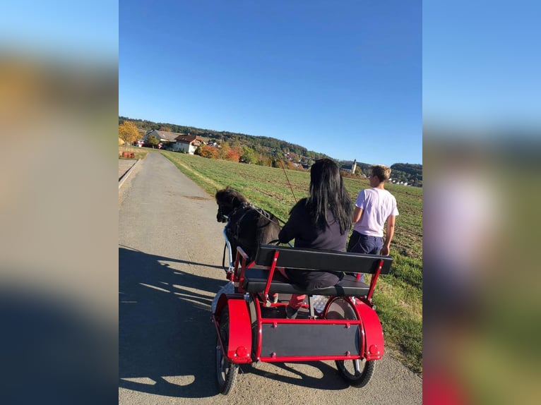 Shetlandsponnyer Sto 10 år 101 cm Mörkbrun in Selters (Taunus)